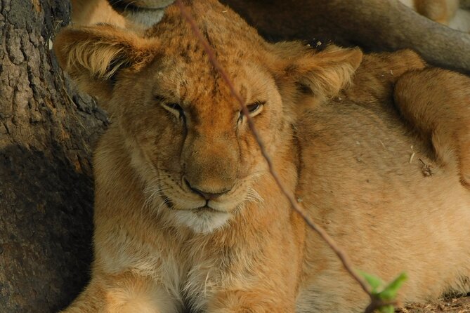 One Day Akagera Safari From Kigali - Diverse Landscapes and Wildlife