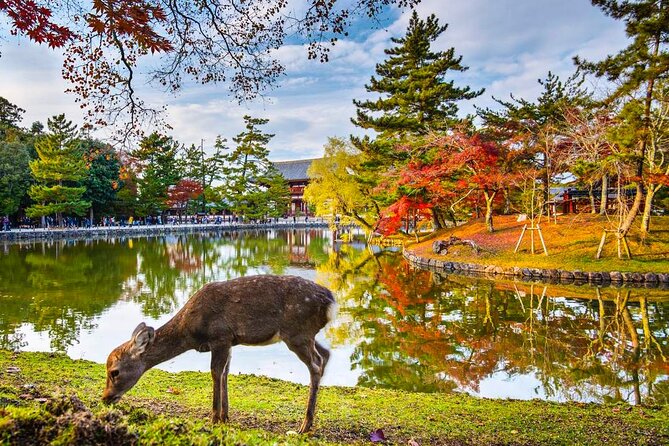 One Day Customized Self-Guided Tour in Nara