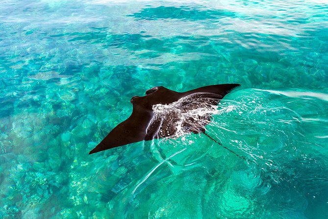 One Day Komodo Trip With Speed Boat - Overview of Komodo Island