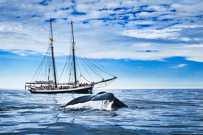 Original Carbon Neutral Whale Watching Tour From Húsavík