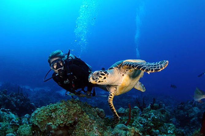 padi-discover-scuba-diving-2-dives-photos-dive-sites-and-marine-life