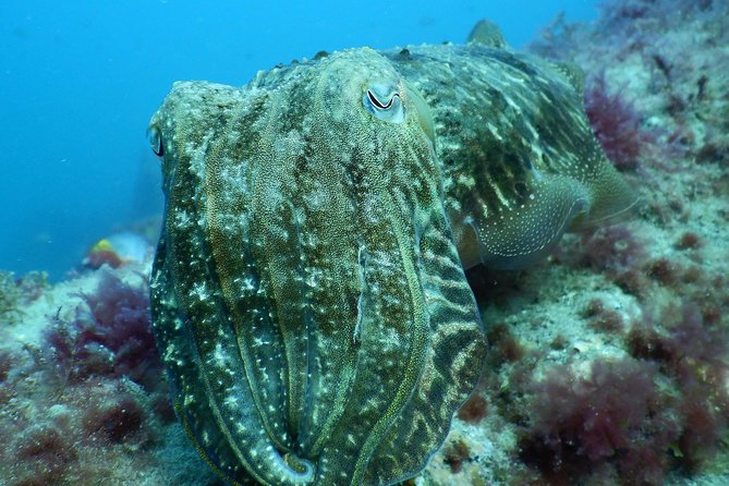 PADI Open Water Course in Gran Canaria