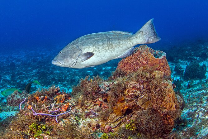 PADI Open Water Diver Course in the Riviera Maya - Course Overview