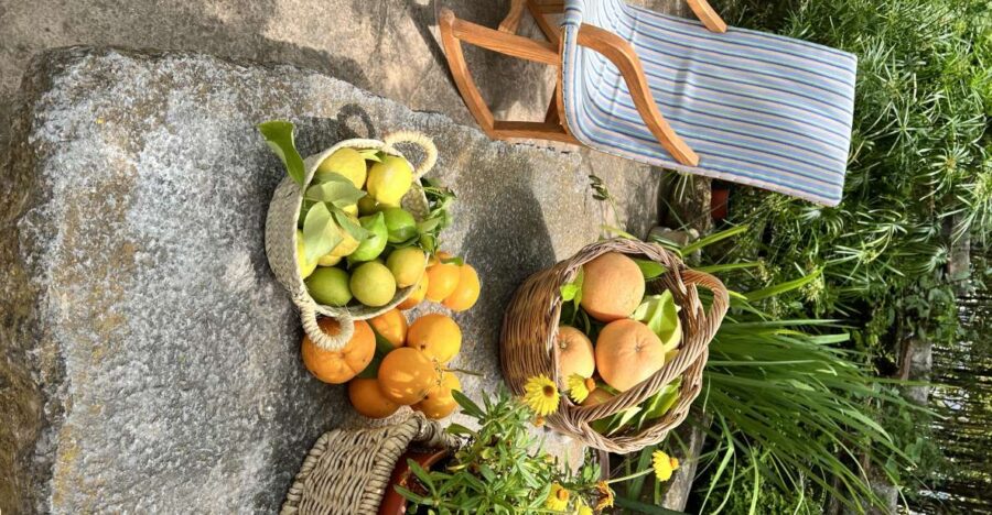 Palma: Orange Farm, Olive Mill, & Winery Tour With Tastings - Discover Mallorcas Flavors