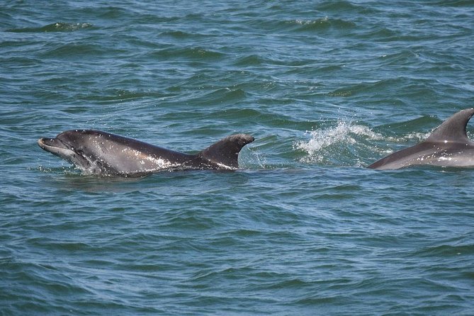 Panama City Beach Dolphin Sightseeing Sail