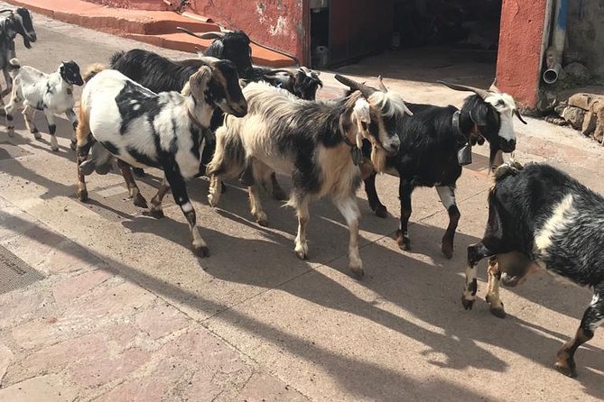 Panoramic Route Across the Teno Rural Park in Tenerife - Inclusions and Logistics