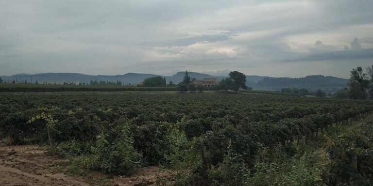 penedes-private-wine-and-cava-tasting-tour-exploring-the-penedes-region