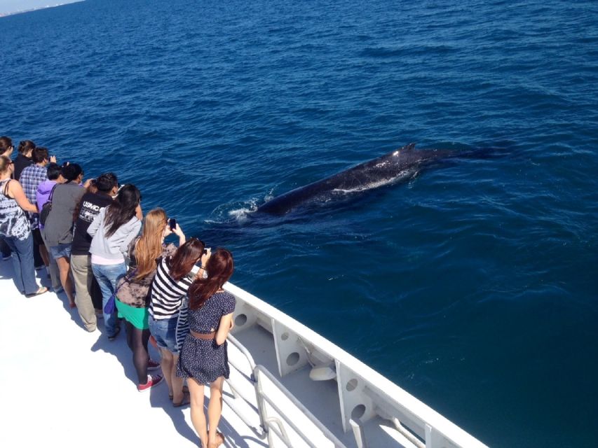 Perth: Whale Watching Cruise From Hillarys Boat Harbor