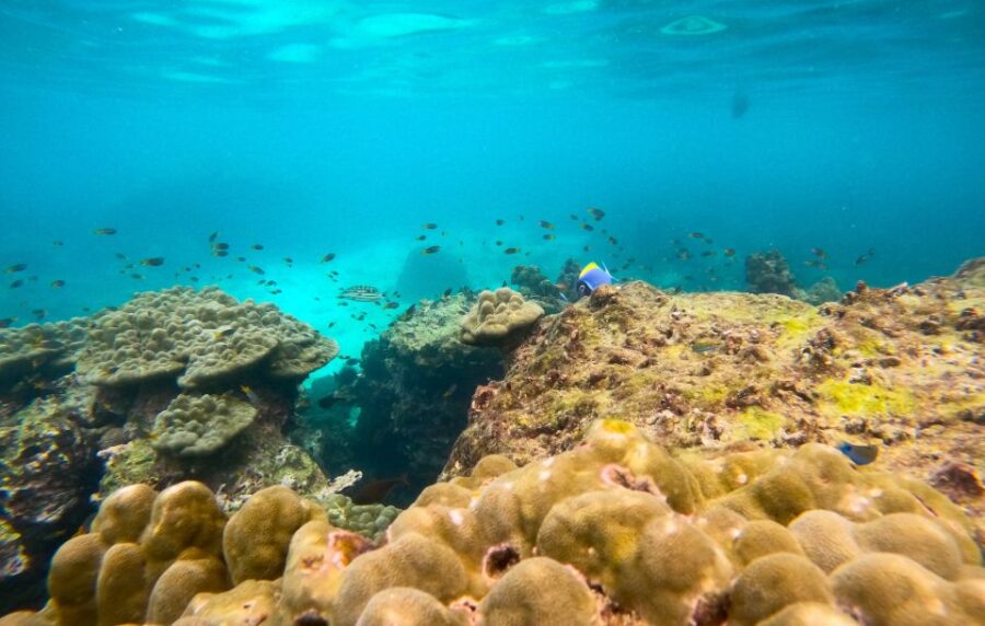 Phi Phi: Private Speedboat Tour to Maya Bay Incl. Park Fee - Tour Overview and Pricing