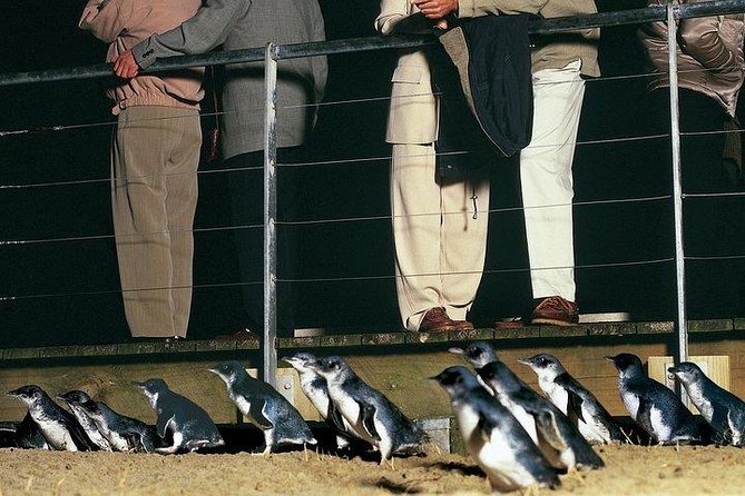 Phillip Island Penguin and Wildlife Tour - Tour Overview