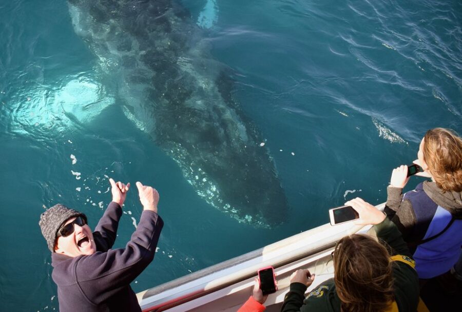 Phillip Island: Whale Watching Boat Tour - Highlights