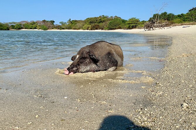 Pigs Island Exclusive Semi VIP