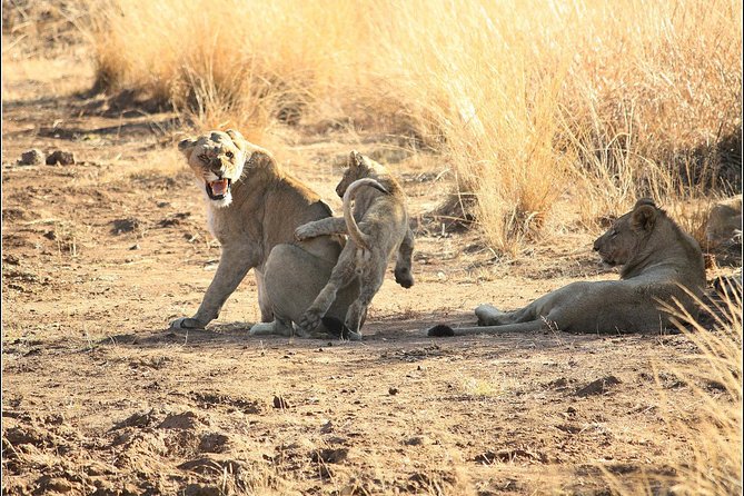 Pilanesberg Game Reserve 6 Hour Sunrise Safari From Johannesburg or Pretoria - Overview