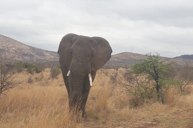 Pilanesberg Game Reserve Guided Day Tour From Johannesburg or Pretoria - Encountering Africas Big Five