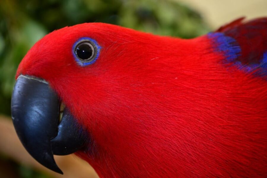Port Douglas: Breakfast With the Birds