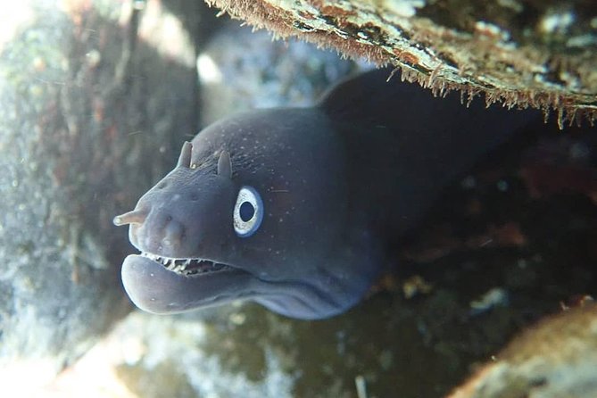 Porto Santo Snorkeling Tour - Overview of the Tour