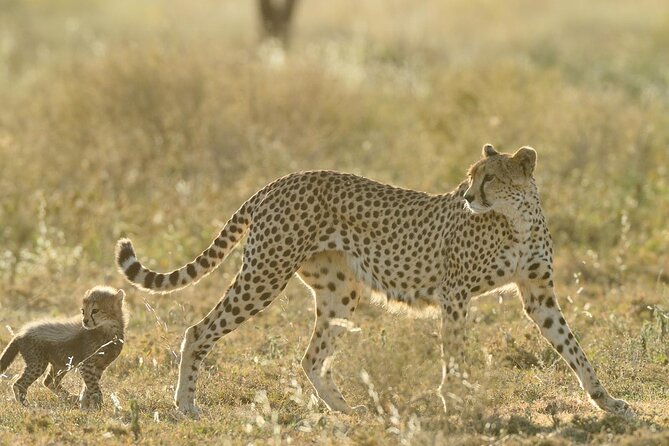 private-6-day-great-migration-ndutu-serengeti-safari-tour-inclusions-and-exclusions