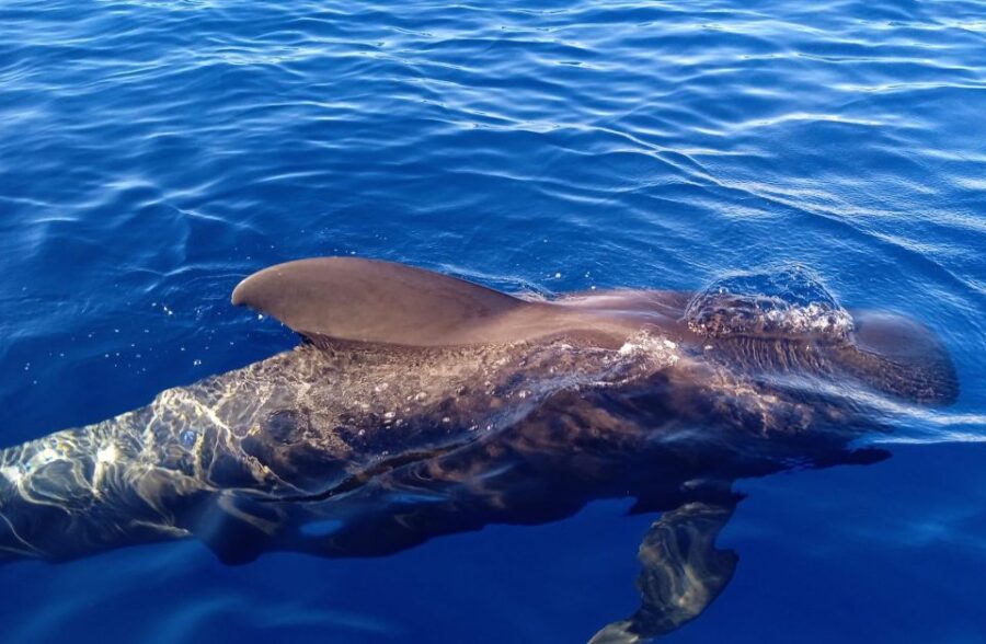 Private Charter Private Charter to See the Whales - 3 Hours