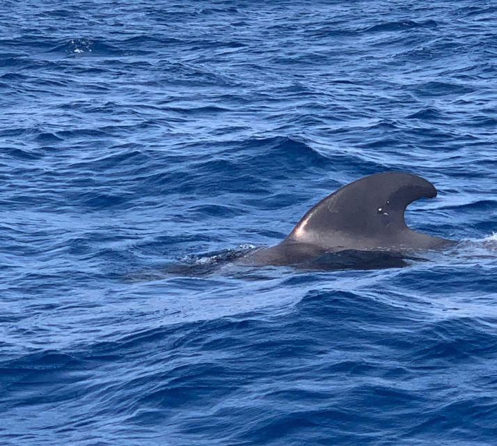 Private Charter to See the Whales - 5 Hours