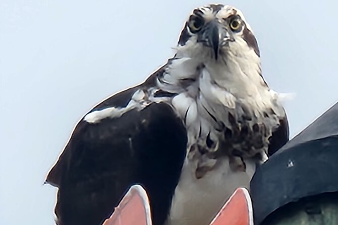 Private Crystal River Wildlife Boat Tour