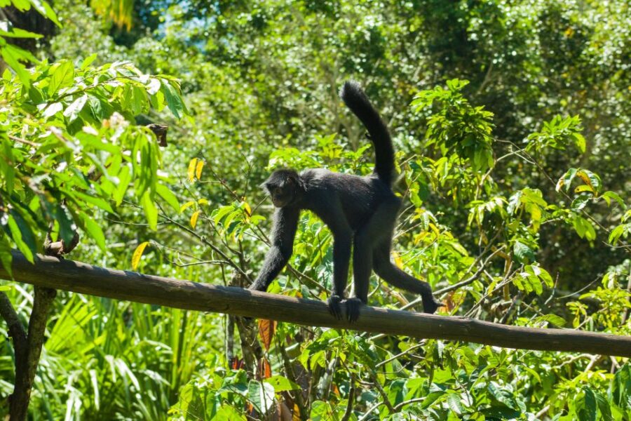 Private Day Tour: Cuc Phuong National Park From Hanoi - Overview of Cuc Phuong National Park