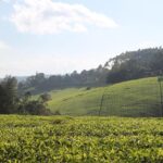 private-day-trip-to-kiambethu-tea-farm-in-limuru-from-nairobi-kiambethu-tea-farm-overview