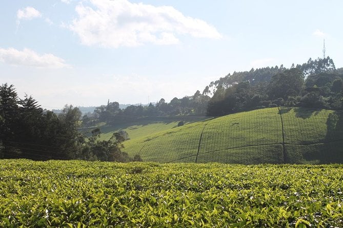 private-day-trip-to-kiambethu-tea-farm-in-limuru-from-nairobi-kiambethu-tea-farm-overview