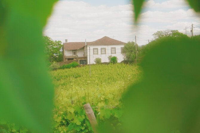 Private Douro Valley Tour With Lunch & Wines