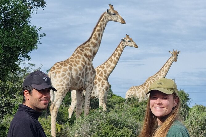Private Full-Day Addo Elephant Park & Giraffe Walk Safari - Tour Overview