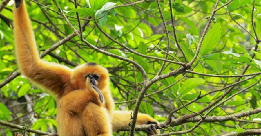 Private Full Day Tam Coc, Cuc Phuong National Park W/ Lunch - Tour Details