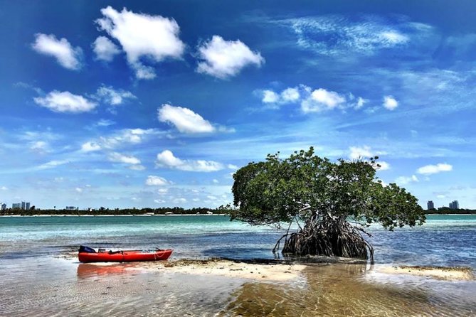 Private Guided Kayak or SUP Eco Adventure