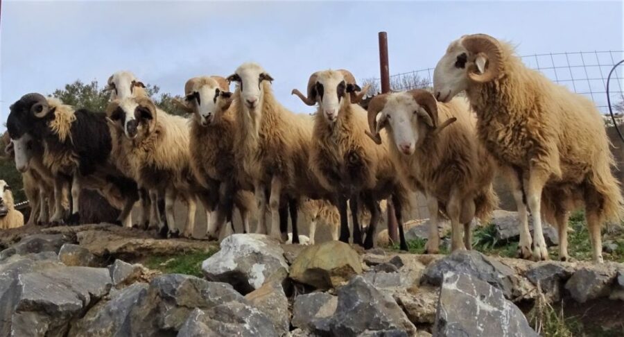Private Guided Tour to Lasithi Plateau Villages & Zeus Cave - Tour Duration and Participants