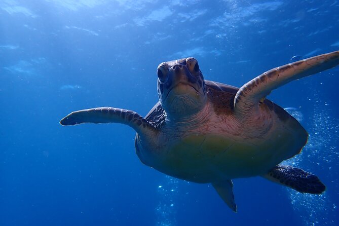 Private Half-Day Guided Snorkeling Charter in St. Thomas - Inclusions and Amenities