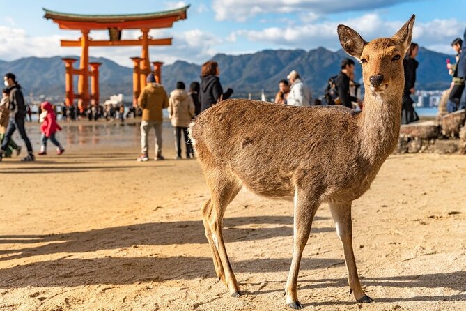private-hiroshima-tour-with-a-local-highlights-hidden-gems-100-personalised-meeting-point-and-pickup