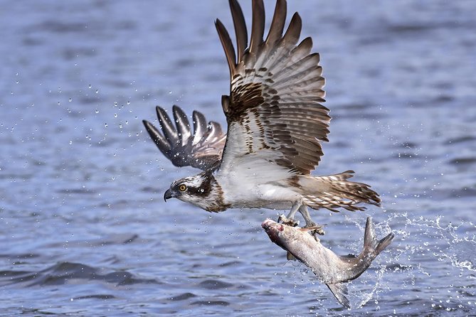 private-historical-wildlife-and-dolphin-cruise-south-padre-island-dolphin-and-wildlife-sightings