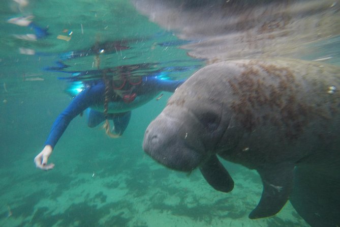 Private Manatee Snorkeling Tour - Tour Details
