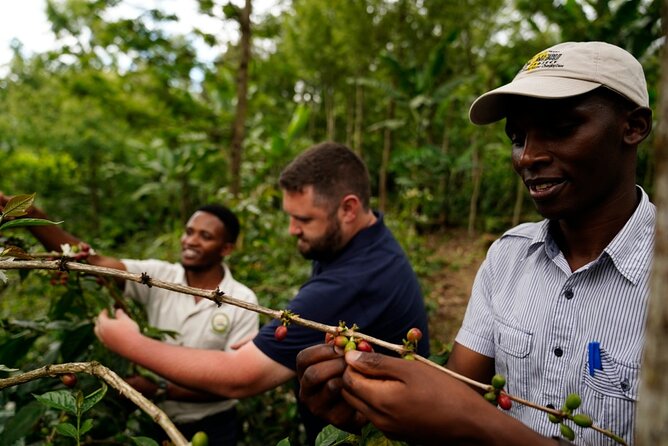 Private Meru Coffee Tour in Nkoaranga