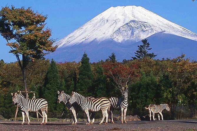 Private Mount Fuji and Hakone City Tour From Tokyo