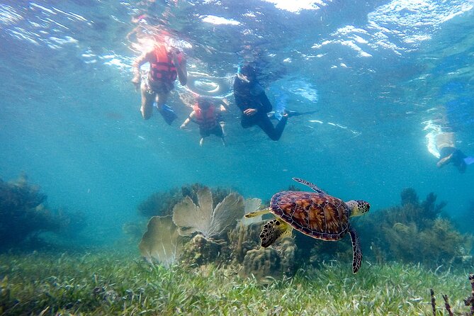 Private (Only You) Reef Snorkeling in Puerto Morelos 2x40 Minutes - Tour Overview