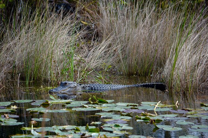 Private River Of Grass Everglades Airboat Adventure - Whats Included
