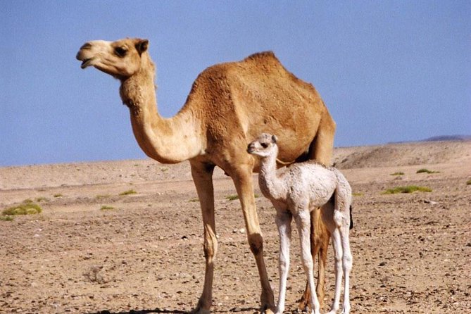 Private Safari Wahiba Sands and Wadi Bani Khalid From Muscat - Inclusions