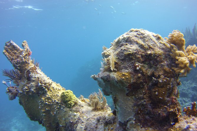 private-snorkel-charter-to-the-key-largo-reef-for-group-up-to-10-overview-of-the-tour