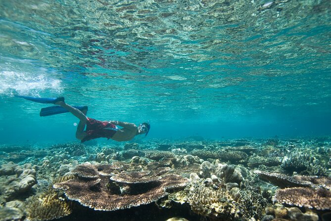Private Snorkeling Experience in Aqaba Red Sea