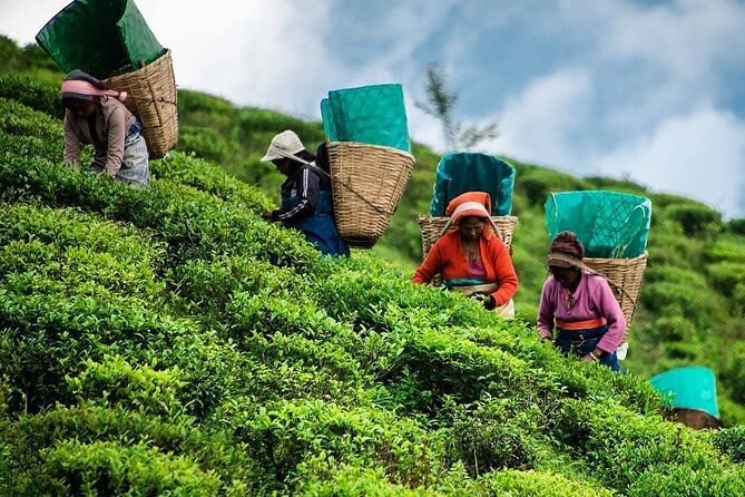 Private Tea Tour and Tea Factory - Overview of Tour