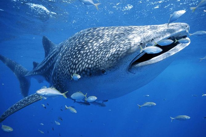 Private Whale Shark Ecofriendly Tour From Cancun - Tour Overview