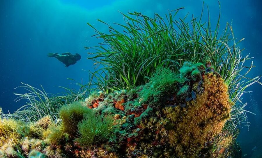 Puerto De Soller: Train and Discover Scuba Diving
