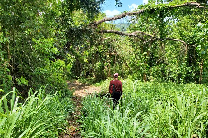 Puerto Rico Tour to El Yunque Rainforest Hiking to Waterfall