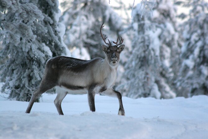 REINDEER FARM VISIT a Real Authentic Experience - Overview of the Reindeer Farm