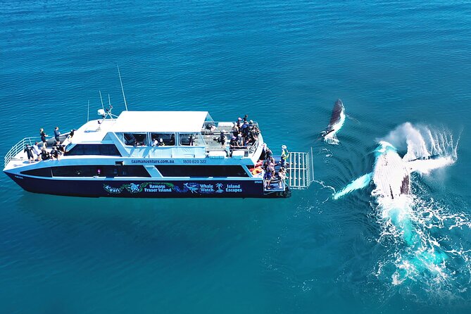 remote-kgari-fraser-island-whale-experience-overview-of-the-experience
