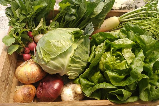rental-bike-u-pick-organic-vegetable-and-onigiri-bento-workshop-activities-offered